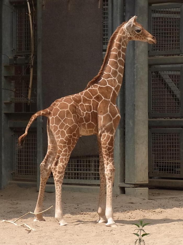 Baby Giraffe - klassische Pose