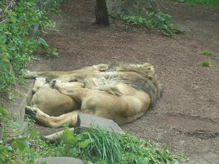 lion couple sleep like spoons - "löffelchensweise"