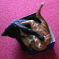 kampf-imKarton-19-7-2010 foto