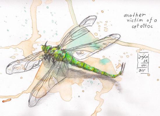 20150826 dragon fly 75dpi