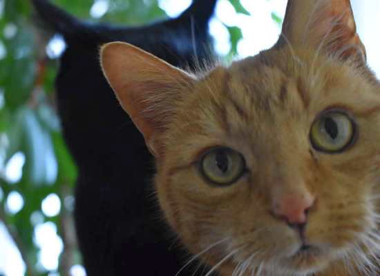 20170205-moritz-nein-amber-dsc_0104