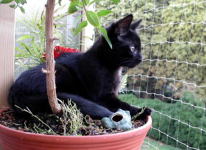 MINOLTA DIGITAL CAMERA