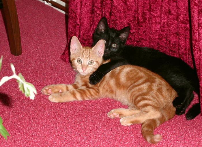 MINOLTA DIGITAL CAMERA